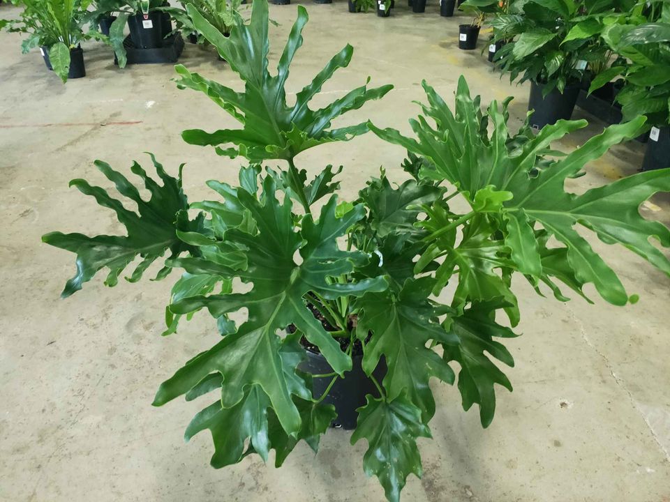 Lickety Split Philodendron