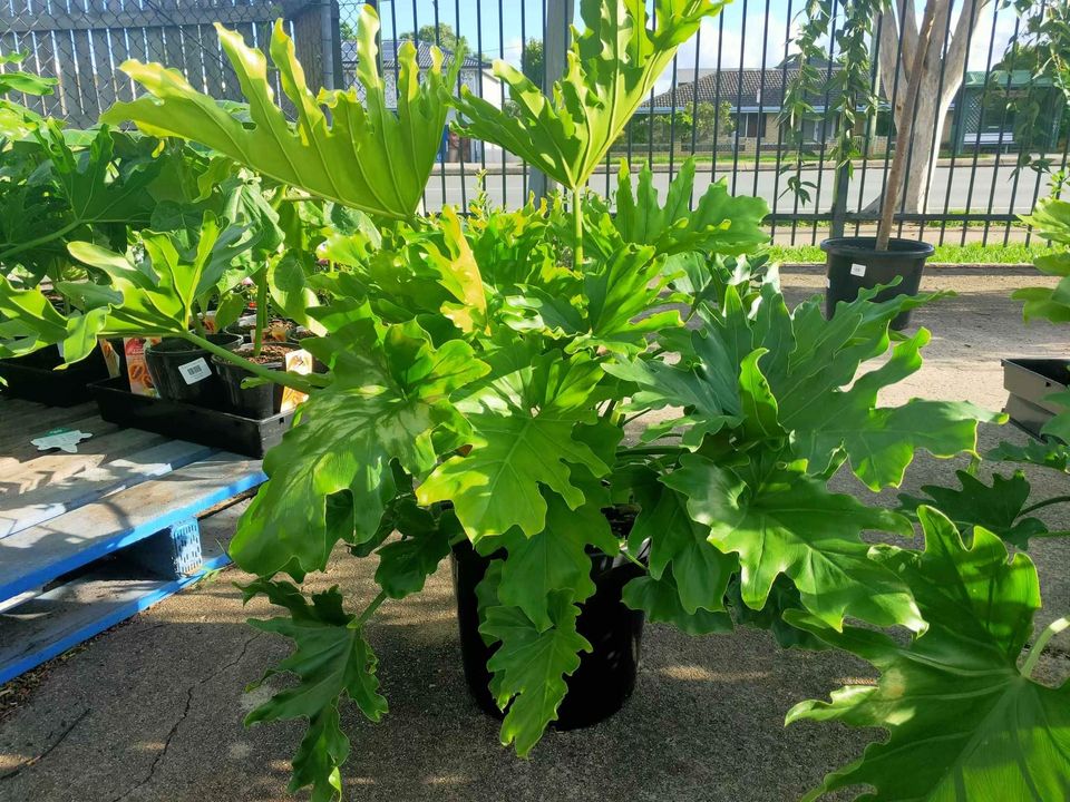 Lickety Split Philodendron large - Ladybird Nursery