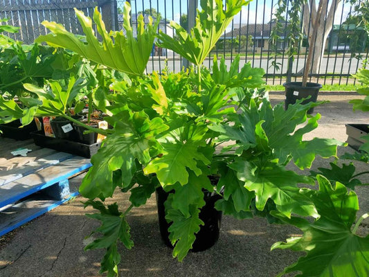 Lickety Split Philodendron large