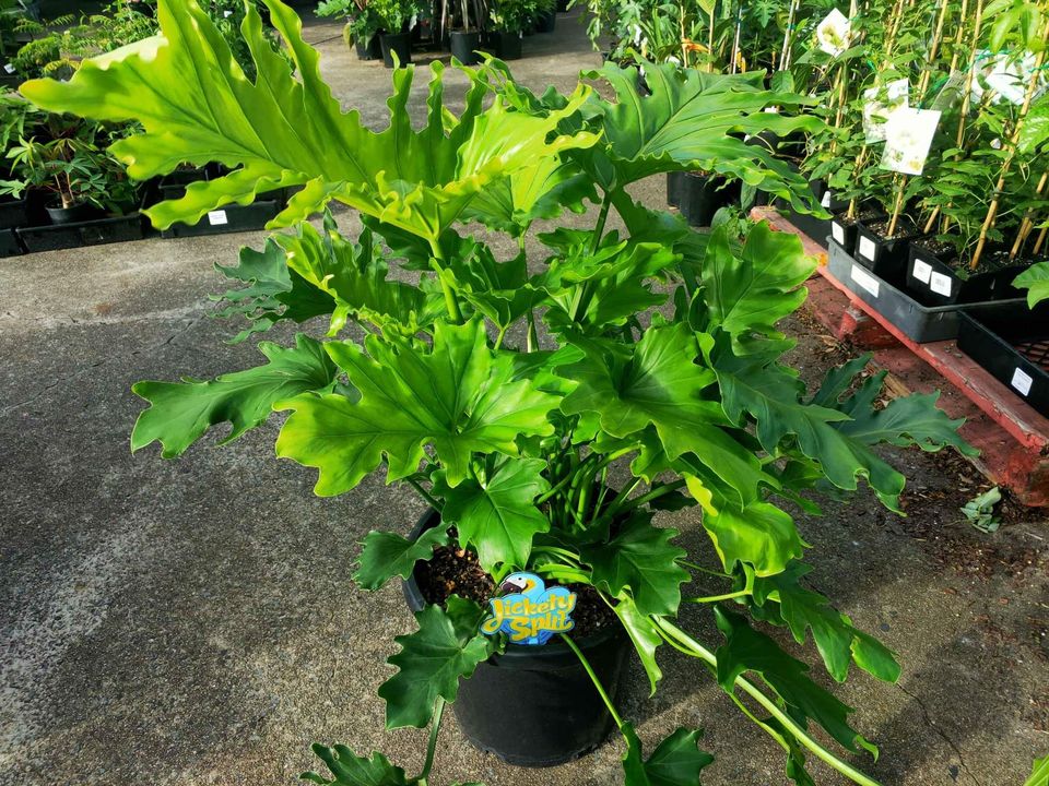 Lickety Split Philodendron large