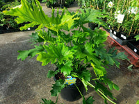 Lickety Split Philodendron large