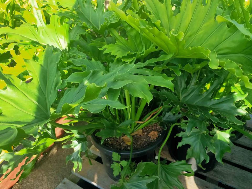 Lickety Split Philodendron large - Ladybird Nursery