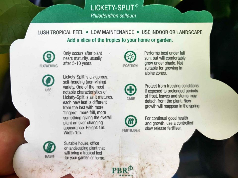 Lickety Split Philodendron large - Ladybird Nursery