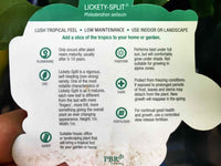 Lickety Split Philodendron large - Ladybird Nursery