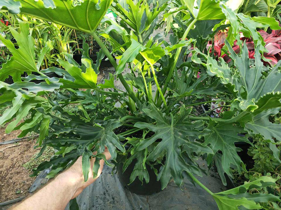 Lickety Split Philodendron - Ladybird Nursery