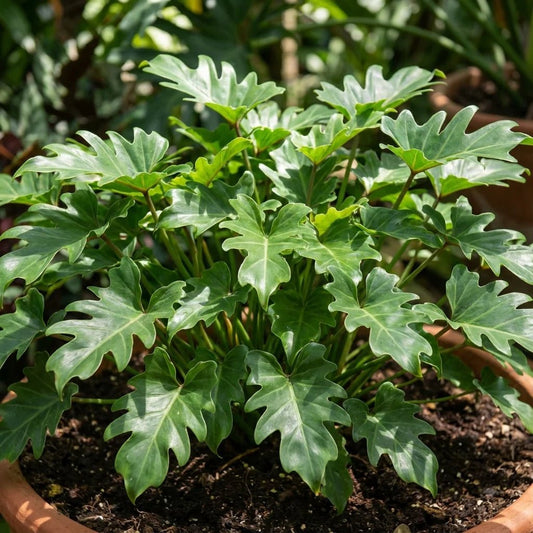 Philodendron 'Lickety Split' - Ladybird Nursery