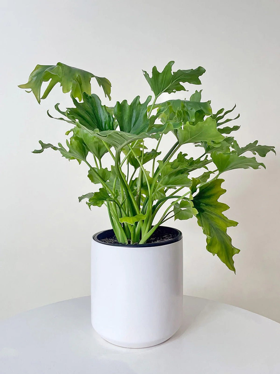 Philodendron 'Lickety Split' - Ladybird Nursery