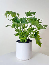 Philodendron 'Lickety Split' - Ladybird Nursery