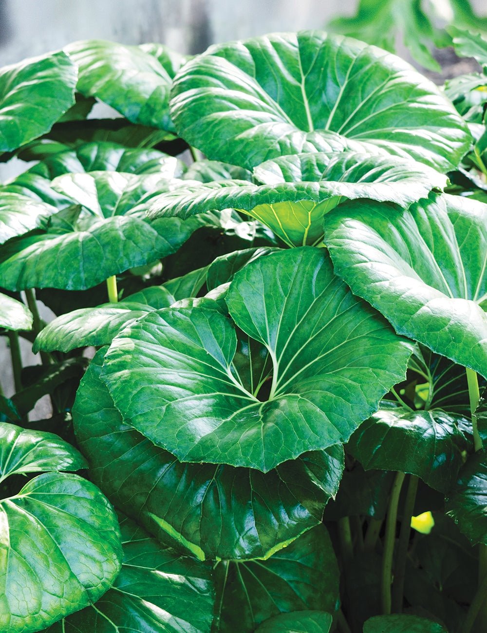 Ligularia Designer Verde (Ligularia dentata) - Ladybird Nursery