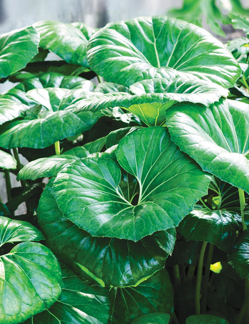 Ligularia Designer Verde (Ligularia dentata)