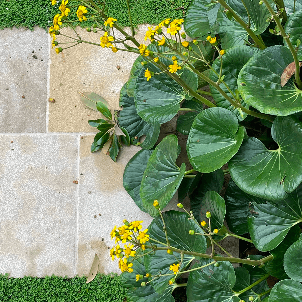 Ligularia Designer Verde (Ligularia dentata)