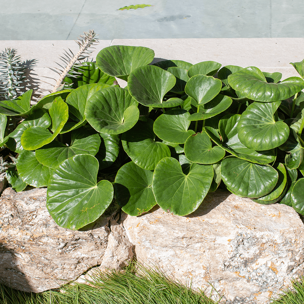 Ligularia Designer Verde (Ligularia dentata)