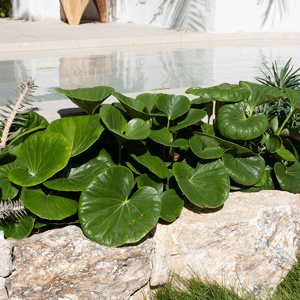 Ligularia Designer Verde (Ligularia dentata)