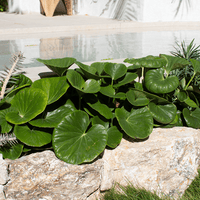 Ligularia Designer Verde (Ligularia dentata)