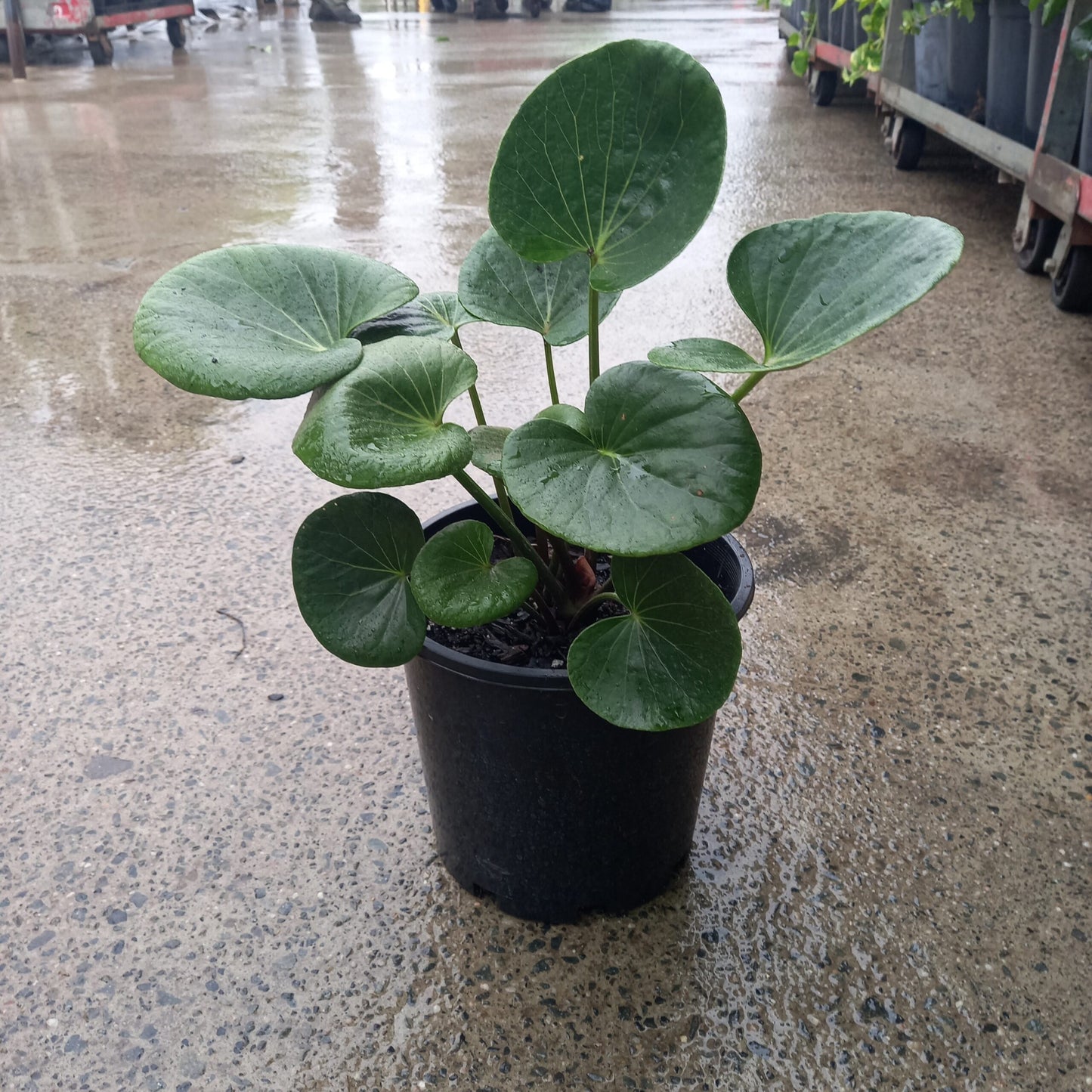 Ligularia Designer Verde (Ligularia dentata)