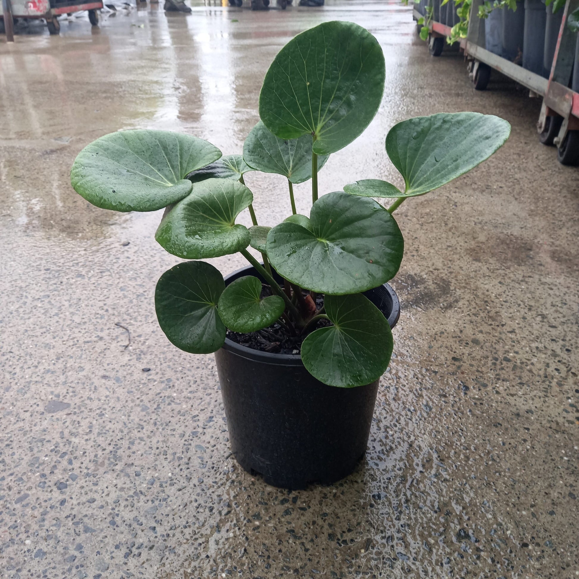 Ligularia Designer Verde (Ligularia dentata)