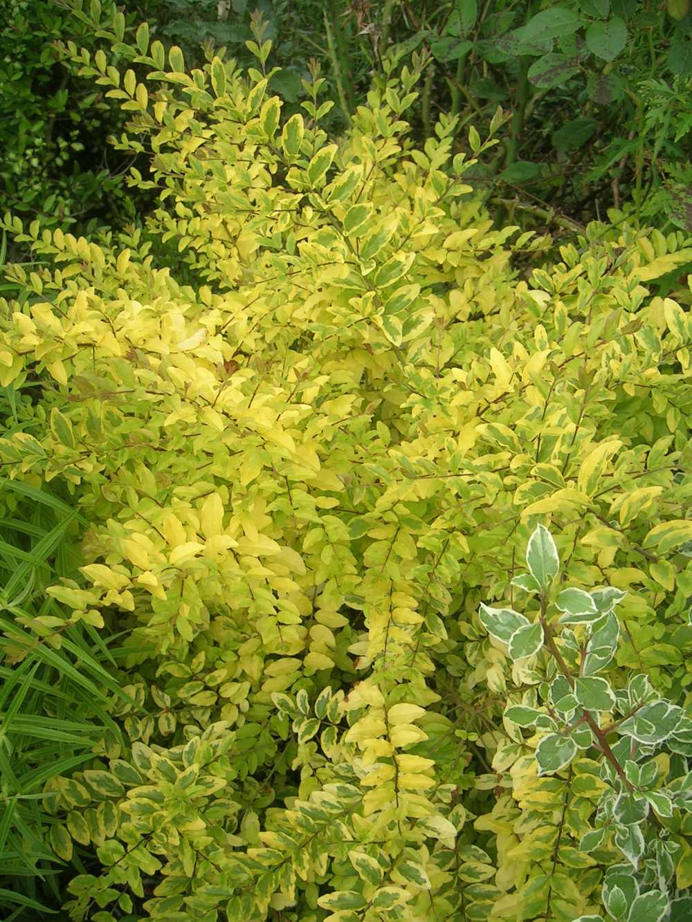Ligustrum Lemon Lime and Clippers (Ligustrum undulatum)