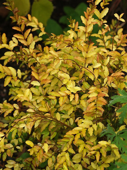 Ligustrum Lemon Lime and Clippers (Ligustrum undulatum)