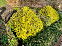 Ligustrum Lemon Lime and Clippers (Ligustrum undulatum)