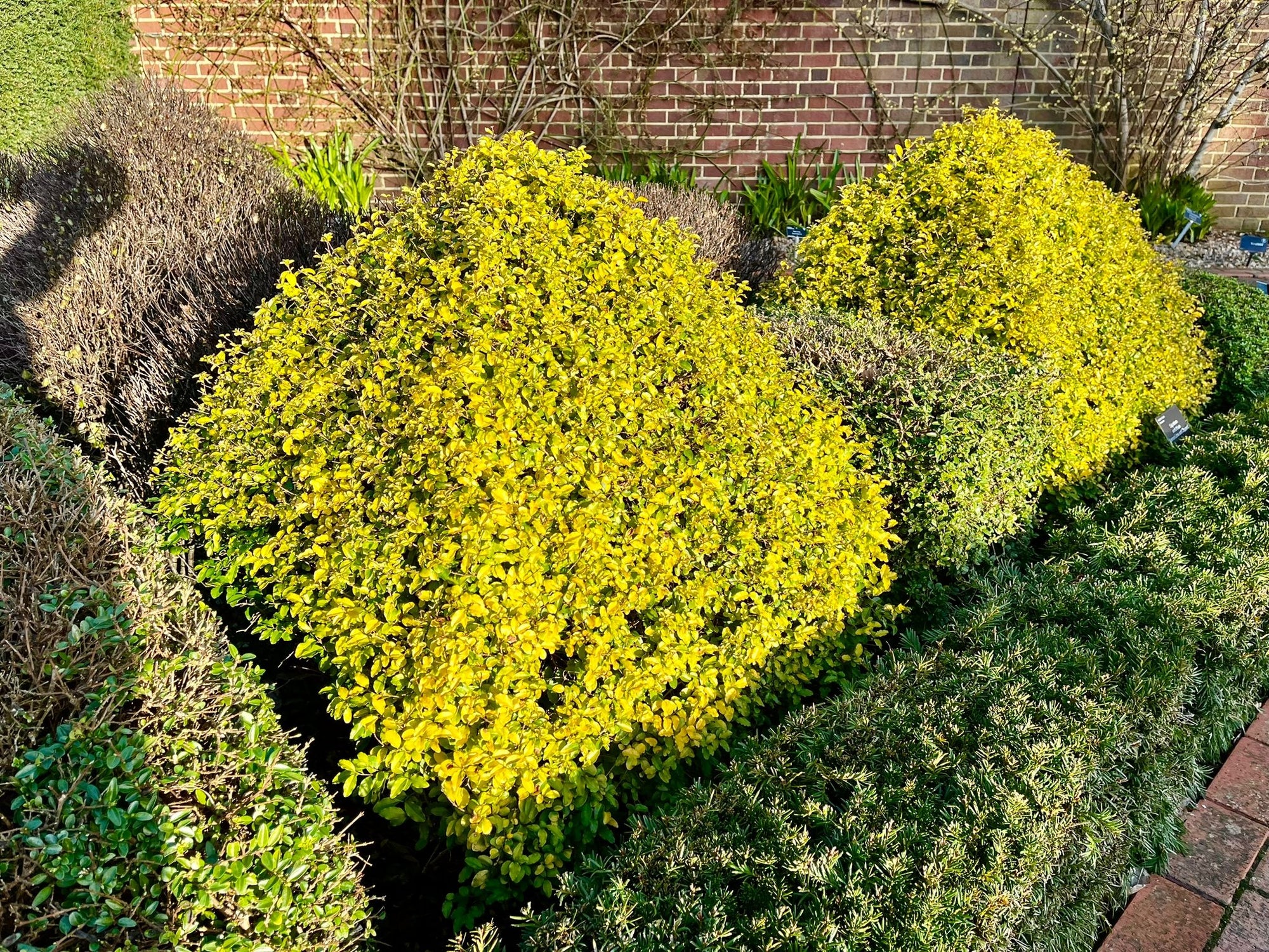 Ligustrum Lemon Lime and Clippers (Ligustrum undulatum) - Ladybird Nursery