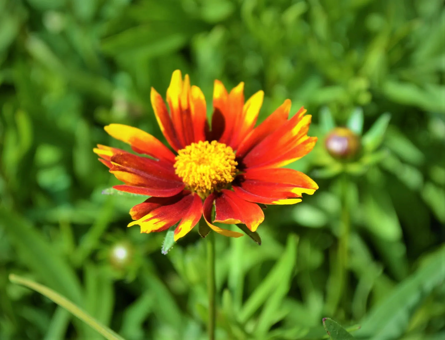 Tickseed (Coreopsis Pinwheel)