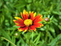 Tickseed (Coreopsis Pinwheel)