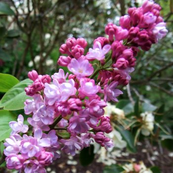 Lilac Belle De Nancy (Syringa vulgaris)