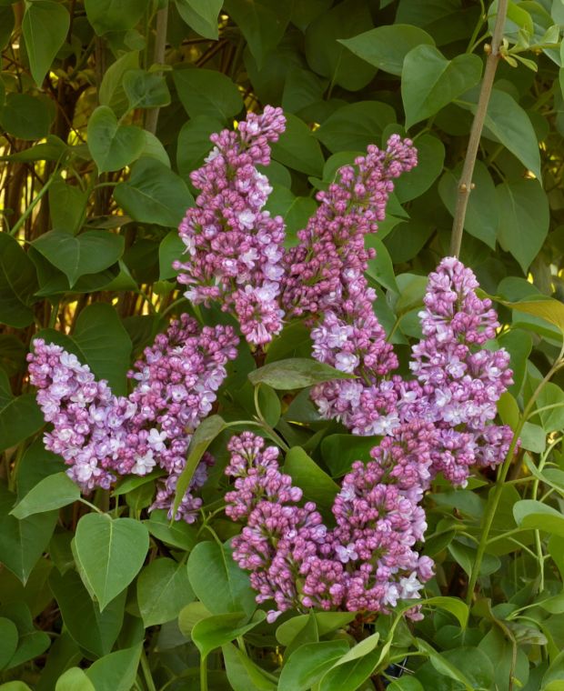 Lilac Belle De Nancy (Syringa vulgaris) - Ladybird Nursery