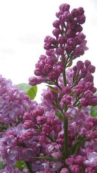 Lilac Belle De Nancy (Syringa vulgaris)