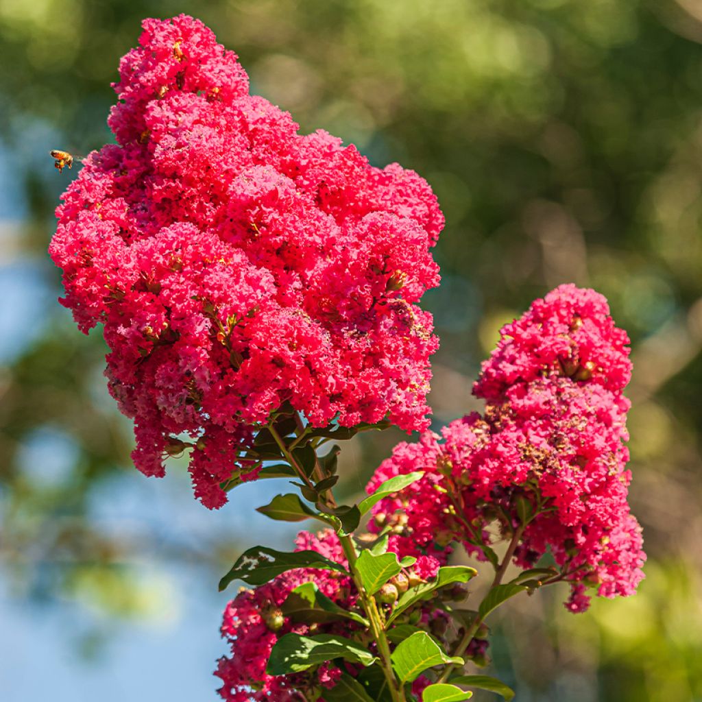 Intended Lagerstroemia (Grande Red™) - Ladybird Nursery