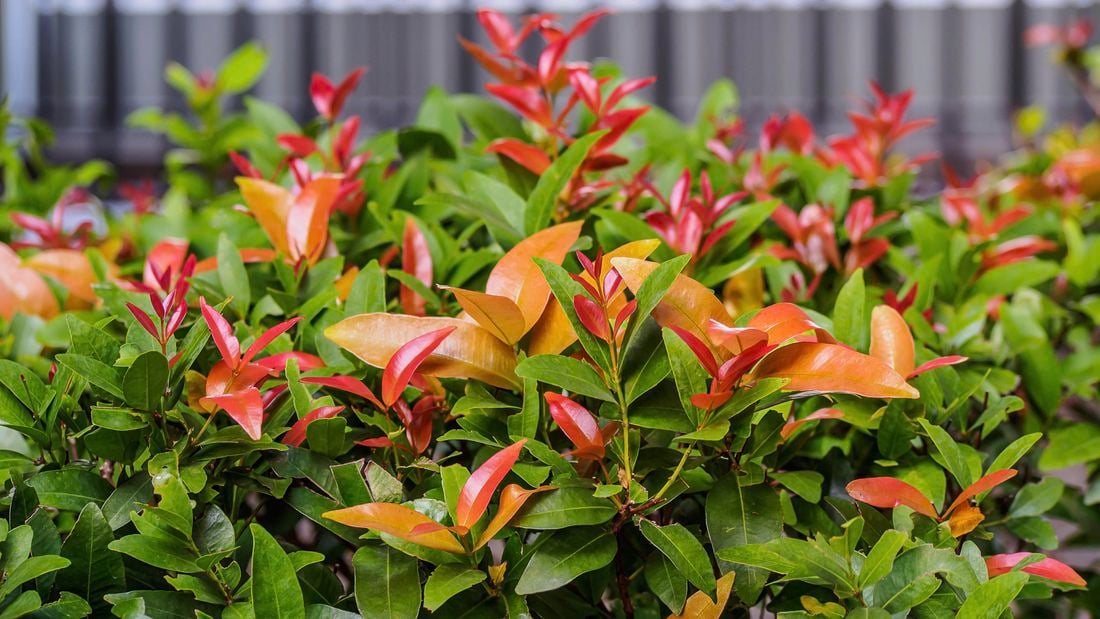 Lilly Pilly FIRESCREEN (Acmena smithii)