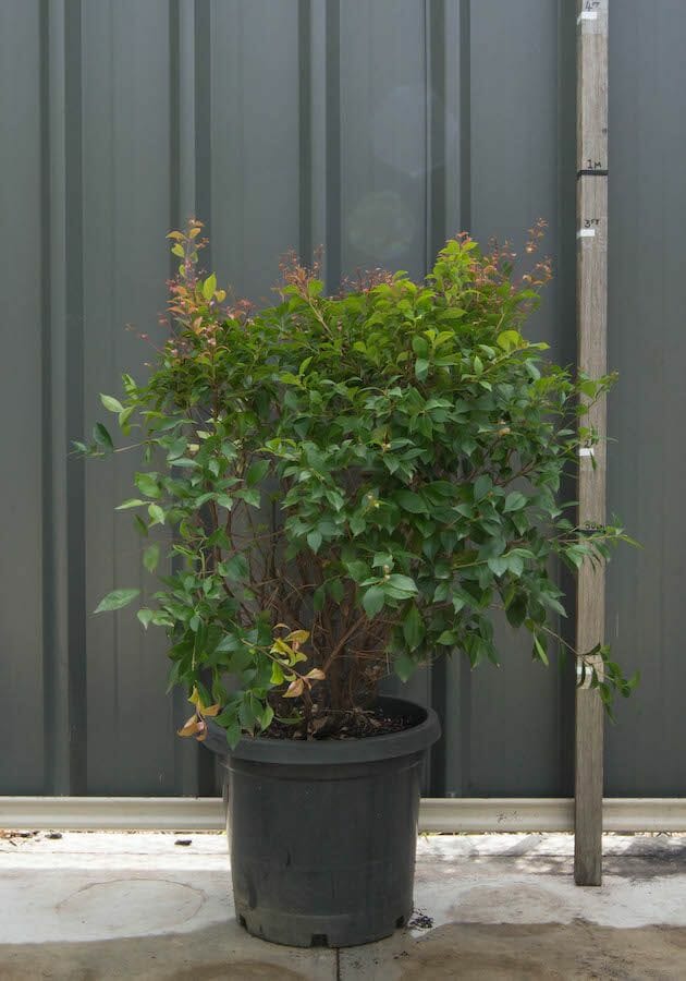 Lilly Pilly Long Island (Acmena smithii)