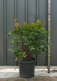 Lilly Pilly Long Island (Acmena smithii)