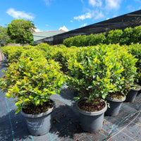 Lilly Pilly Baby Boomer Topiary Standards 300mm Pots (PICKUP ONLY)