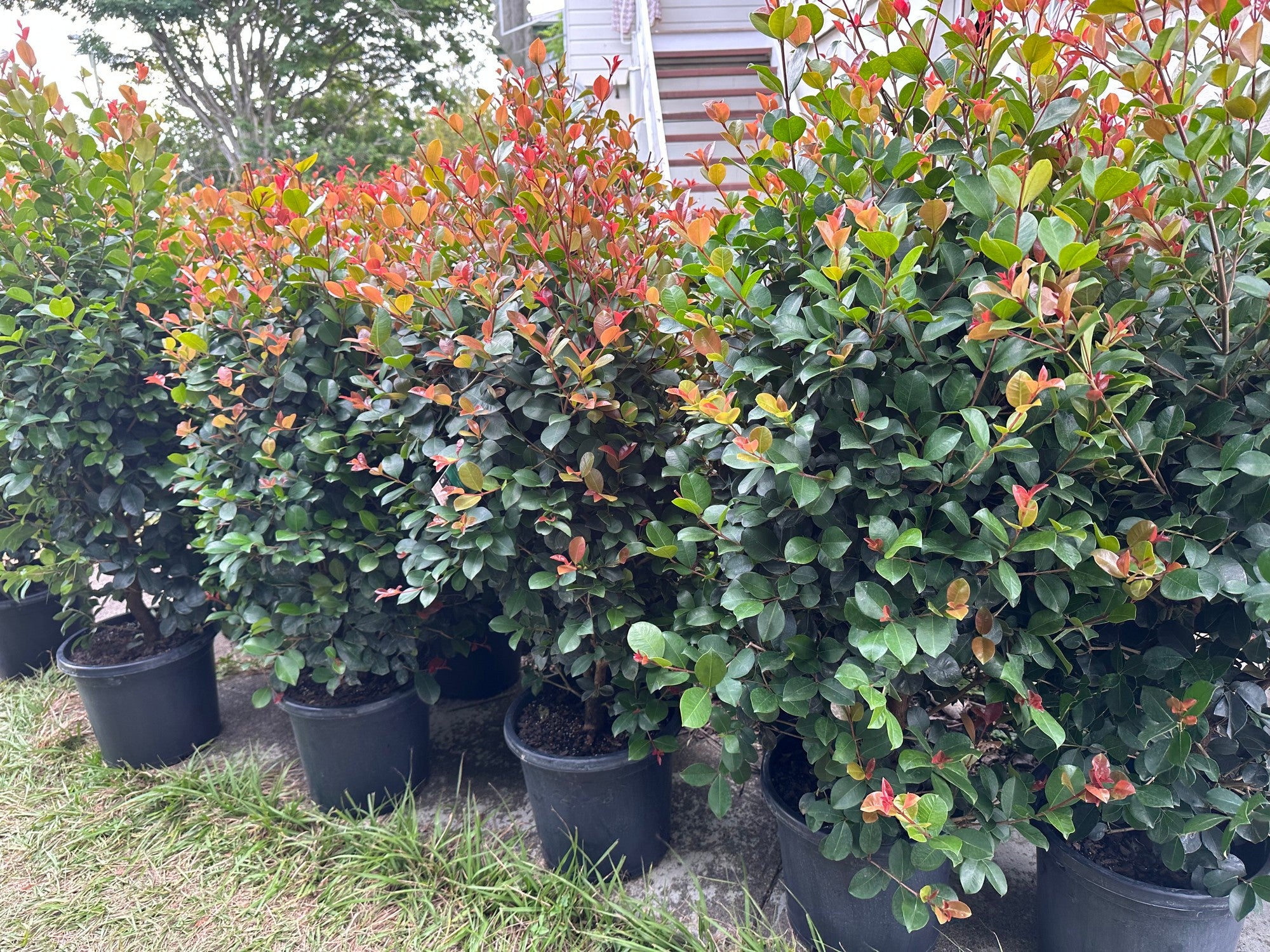 Lilly Pilly Big Red (Syzygium australe) - Ladybird Nursery