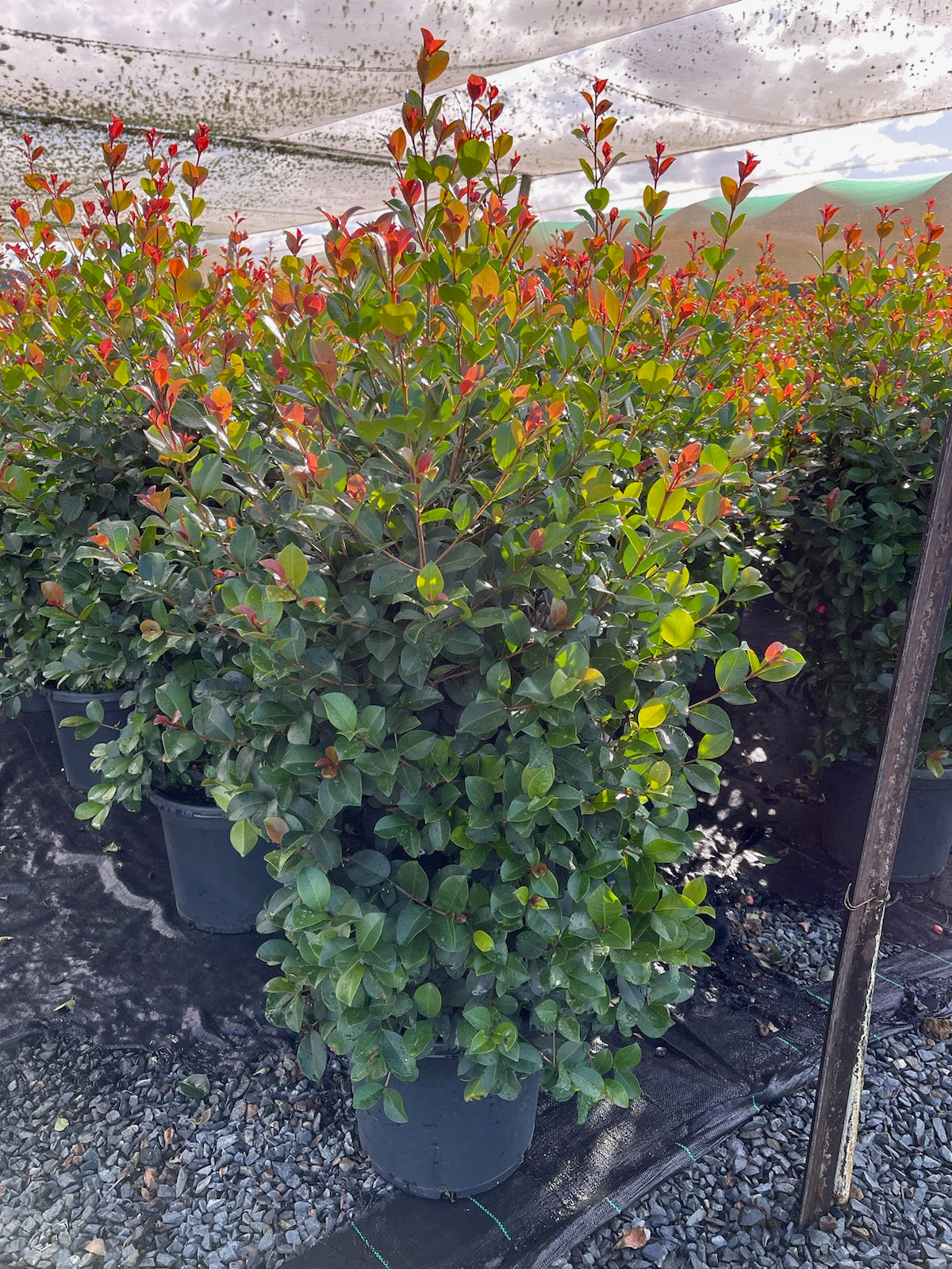 Lilly Pilly Big Red (Syzygium australe)