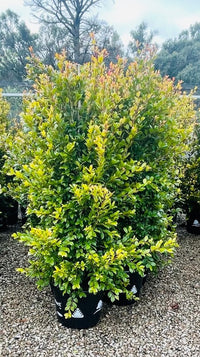 Lilly Pilly Backyard Bliss Standards (Syzygium australe)