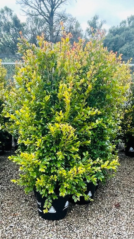 Lilly Pilly Backyard Bliss Standards (Syzygium australe)