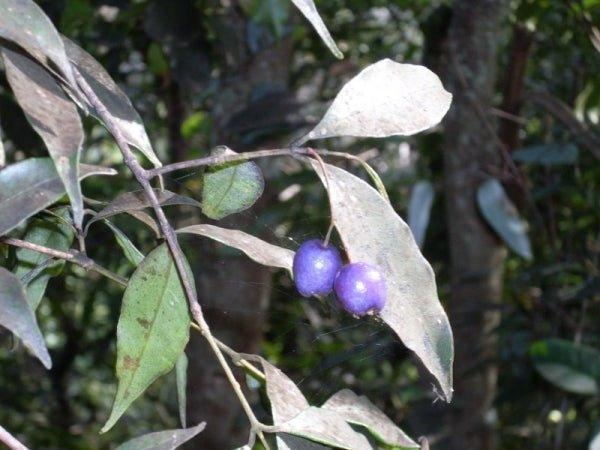 Blue Lilly Pilly (Syzygium oleosum) - Ladybird Nursery