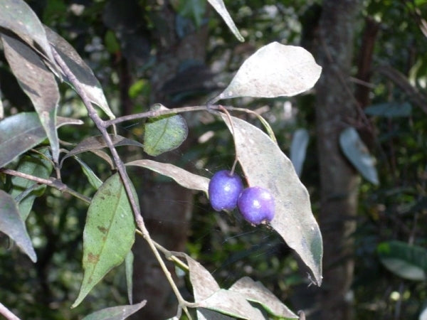 Blue Lilly Pilly (Syzygium oleosum)