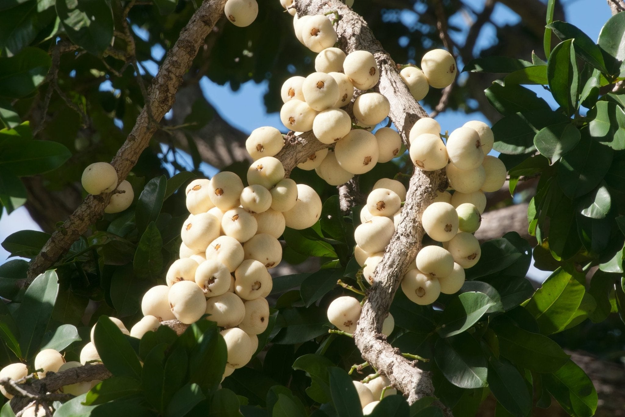 Lilly Pilly Coolamon Fruit Tree – Buy Now! – Ladybird Nursery