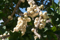 Lilly Pilly Coolamon