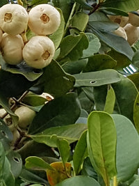 Lilly Pilly Coolamon