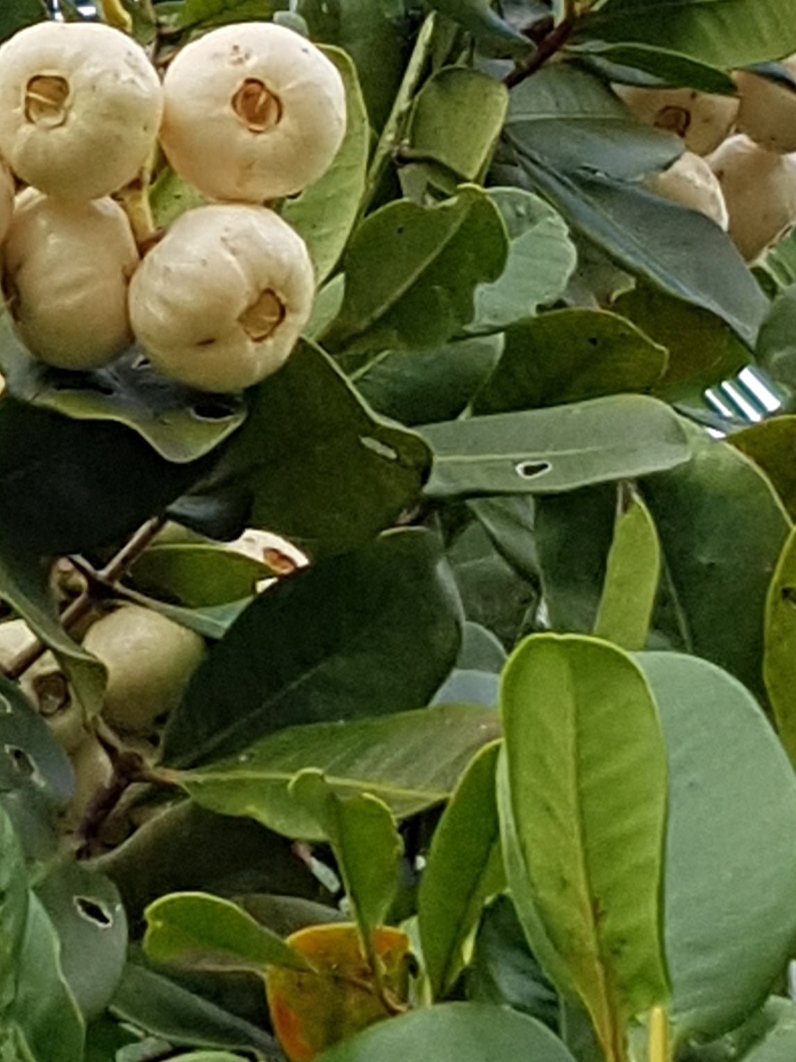 Lilly Pilly Coolamon - Ladybird Nursery