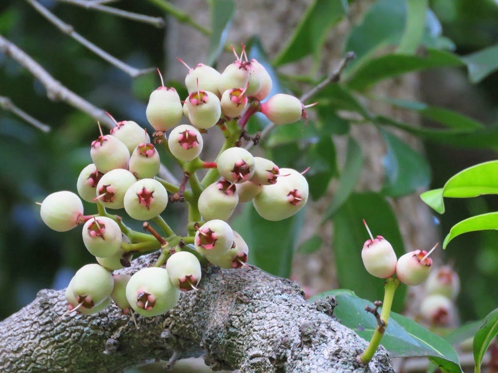 Lilly Pilly Coolamon - Ladybird Nursery