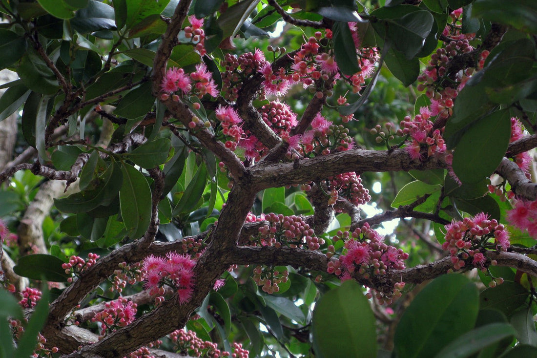 Lilly Pilly Coolamon - Ladybird Nursery