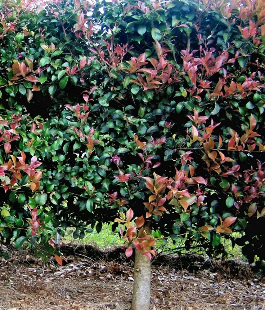 Lilly Pilly Red Apple - Ladybird Nursery