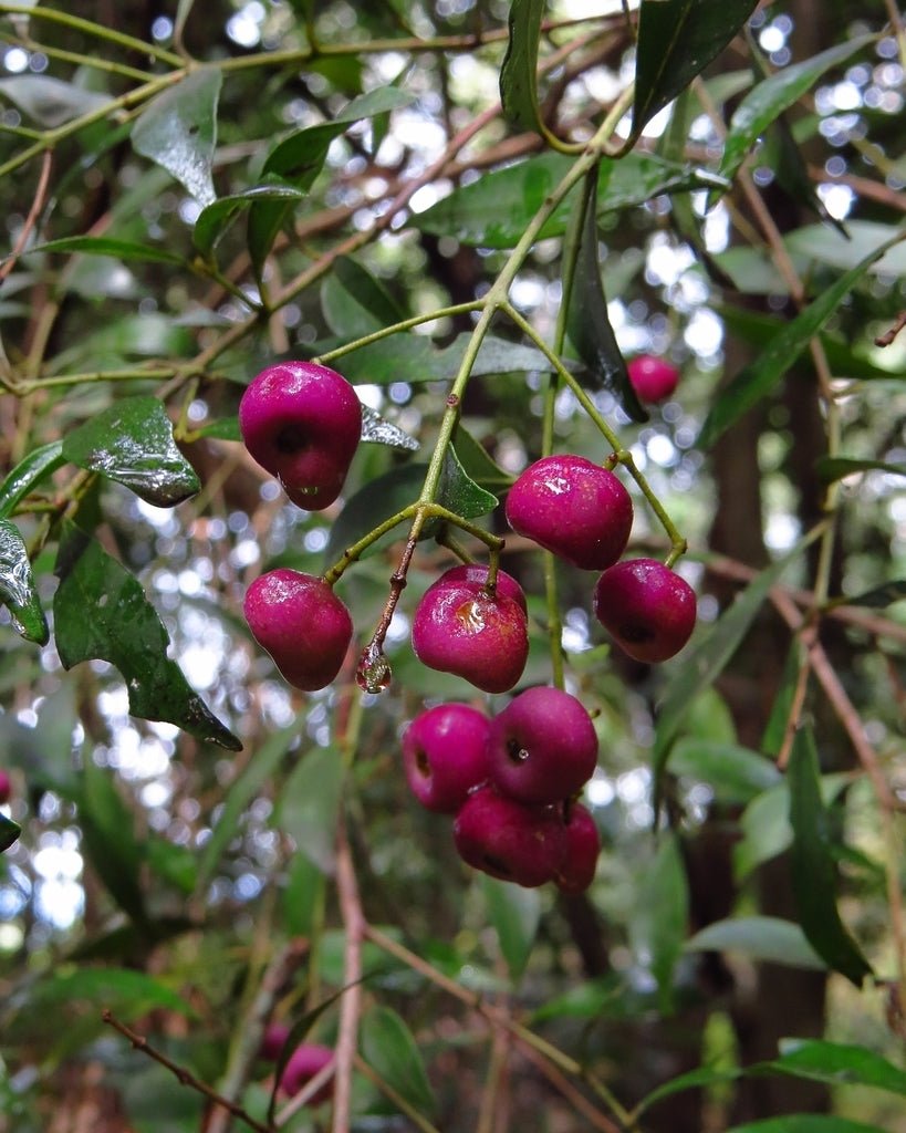 Lilly Pilly Red Apple - Ladybird Nursery