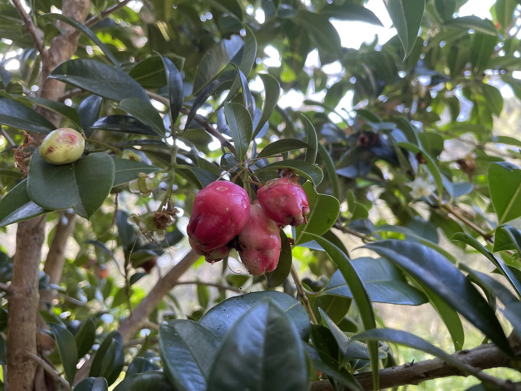 Lilly Pilly Red Apple - Ladybird Nursery