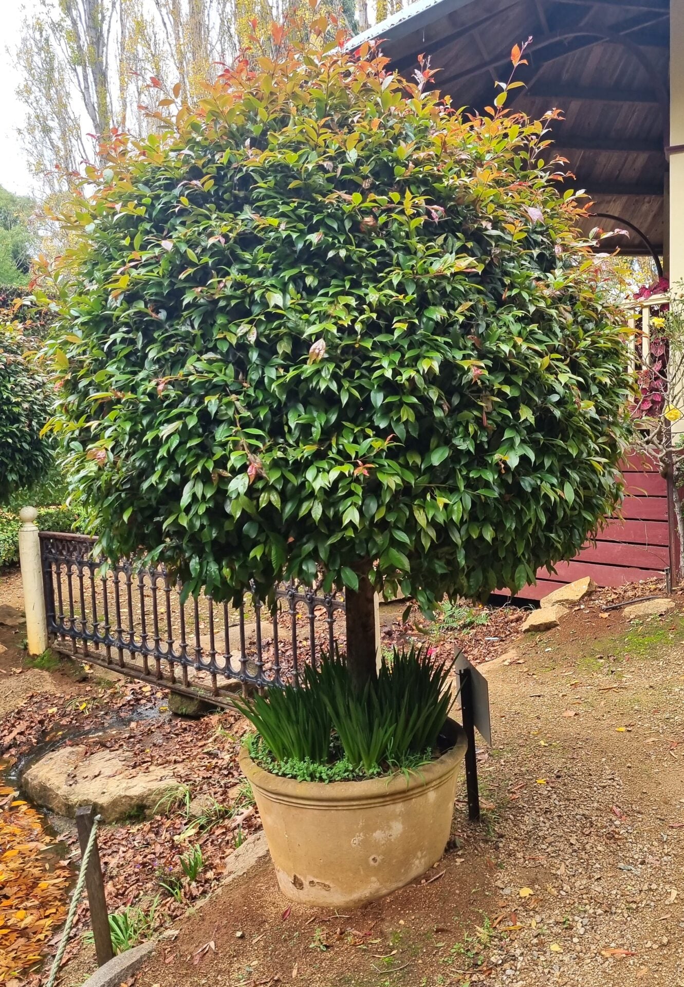Lilly Pilly Standards (Syzygium australe)